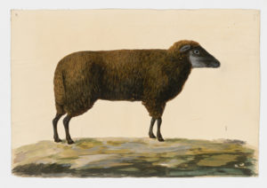 Drawing of a female Soay Domestic Sheep from a 18th century specimen [modern geographical distribution: worldwide. Attributed to Paillou, Peter, c.1720 – c.1790]