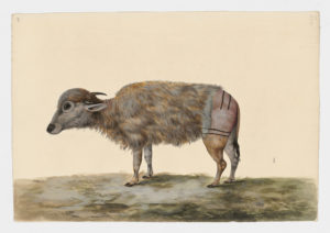 Drawing of a possible European Bison from a 18th century specimen [Attributed to Paillou, Peter, c.1720 – c.1790]