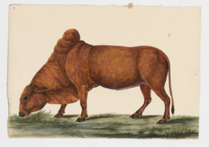 Drawing of a Common Cattle of the Zebu variety from a 18th century specimen [modern geographical distribution: worldwide. Attributed to Paillou, Peter, c.1720 – c.1790]