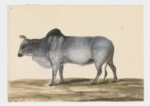 Drawing of a male Common Cattle of the Zebu variety from a 18th century specimen [modern geographical distribution: worldwide. Attributed to Paillou, Peter, c.1720 – c.1790]