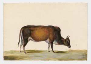 Drawing of a Gaur--also known as an Indian Bison--from a 18th century specimen [Attributed to Paillou, Peter, c.1720 – c.1790]