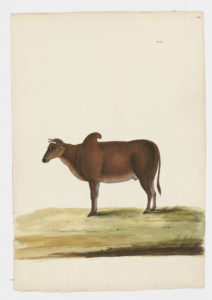 Drawing of a female Common Cattle of the Zebu variety from a 18th century specimen [modern geographical distribution: worldwide. Attributed to Paillou, Peter, c.1720 – c.1790]