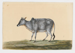 Drawing of a female Common Cattle of the Zebu variety from a 18th century specimen [modern geographical distribution: worldwide. Attributed to Paillou, Peter, c.1720 – c.1790]
