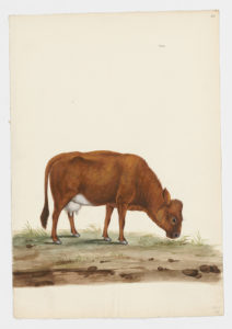 Drawing of a female Common Cattle from a 18th century specimen [modern geographical distribution: worldwide. Attributed to Paillou, Peter, c.1720 – c.1790]