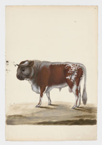 Drawing of a male Common Cattle from a 18th century specimen [modern geographical distribution: worldwide. Attributed to Paillou, Peter, c.1720 – c.1790]