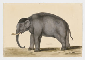 Drawing of an Asian Elephant from a 18th century specimen [modern geographical distribution: Southeast Asia. Attributed to Paillou, Peter, c.1720 – c.1790]