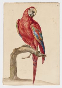Drawing of a Red-and-Green Macaw from a 18th century specimen [modern geographical distribution: South America. Attributed to Collins, Charles]