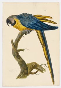 Drawing of a Blue-and-yellow Macaw from a 18th century specimen [modern geographical distribution: Middle America and South America. Attributed to Paillou, Peter, c.1720 – c.1790]