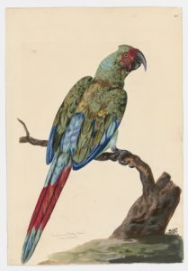 Drawing of a Great Green Macaw from a 18th century specimen [modern geographical distribution: Middle America and South America. Attributed to Paillou, Peter, c.1720 – c.1790]