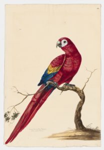 Drawing of a Lesser Antillean Macaw--also known as a Guadeloupe Macaw--from a species that is now extinct [Attributed to Paillou, Peter, c.1720 – c.1790]