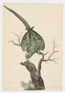 Drawing of a Hispaniolan Parakeet from a 18th century specimen [modern geographical distribution: Hispaniola and Puerto Rico. Attributed to Paillou, Peter, c.1720 – c.1790]