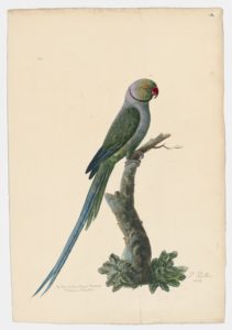 Drawing of a Blue-winged Parakeet from a 18th century specimen [modern geographical distribution: North Western Ghats, India]