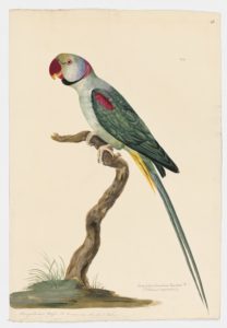 Drawing of a male Alexandrine Parakeet from a 18th century specimen [modern geographical distribution: the Palearctic and the Indo-Malayan Realm. Attributed to Paillou, Peter, c.1720 – c.1790]