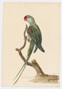 Drawing of a female Alexandrine Parakeet from a 18th century specimen [modern geographical distribution: the Palearctic and the Indo-Malayan Realm. Attributed to Paillou, Peter, c.1720 – c.1790]