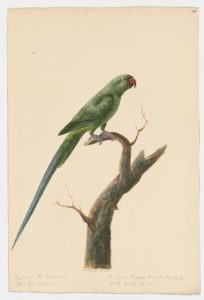 Drawing of a female Ring-necked Parakeet from a 18th century specimen [modern geographical distribution: the Palearctic, the Indo-Malayan Realm, and the Afrotropics]