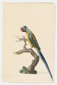 Drawing of a Plum-headed parakeet from a 18th century specimen [modern geographical distribution: the Indo-Malayan Realm and the Palearctic, Deccan, and Western Ghats. Attributed to Paillou, Peter, c.1720 – c.1790]