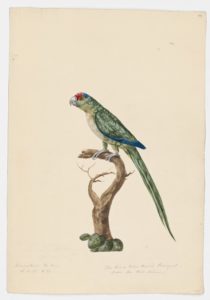 Drawing of an Orange-fronted Parakeet from a 18th century specimen [modern geographical distribution: Central America and Puerto Rico. Attributed to Paillou, Peter, c.1720 – c.1790]