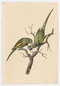 Drawing of a pair of Canary-winged parakeets from 18th century specimens [modern geographical distribution: the Neotropics and Brazil. Attributed to Paillou, Peter, c.1720 – c.1790]