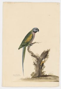 Drawing of a female Red-breasted Parakeet from a 18th century specimen [modern geographical distribution: India and Southeast Asia. Attributed to Paillou, Peter, c.1720 – c.1790]