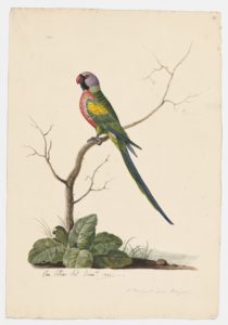 Drawing of a male Red-breasted Parakeet from a 18th century specimen [modern geographical distribution: India and Southeast Asia]