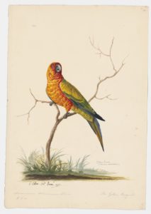 Drawing of a Sun parakeet from a 18th century specimen [modern geographical distribution: West-central Guyana, extreme Southeast Venezuela, and Roraima, Brazil]