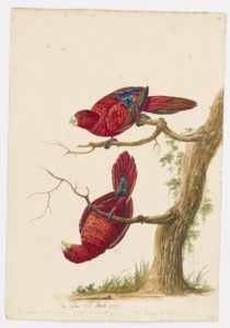 Drawing of a pair of Red Lories from 18th century specimens [modern geographical distribution: Indonesia]