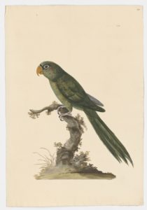 Drawing of a White Eyed Parakeet from a 18th century specimen [modern geographical distribution: South America. Attributed to Paillou, Peter, c.1720 – c.1790]