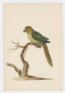 Drawing of a Brown-throated Parakeet from a 18th century specimen [modern geographical distribution: Central America, South America, and Antilles. Attributed to Paillou, Peter, c.1720 – c.1790]