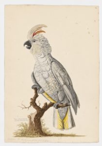 Drawing of a Citron Crested Cockatoo from a 18th century specimen [modern geographical distribution: the Lesser Sumba Islands in Indonesia]