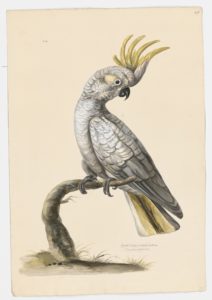 Drawing of a Greater Sulfur-crested Cockatoo from a 18th century specimen [modern geographical distribution: Eastern Australia (Cape York to Tasmania). Has been introduced to Indonesia and the Palau Islands. Attributed to Paillou, Peter, c.1720 – c.1790]