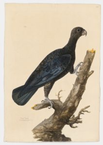 Drawing of a Lesser Vasa Parrot from a 18th century specimen [modern geographical distribution: Madagascar. Attributed to Paillou, Peter, c.1720 – c.1790]