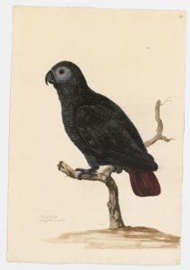 Drawing of a Grey Timneh Parrot from a 18th century specimen [modern geographical distribution: Eastern Guinean forests. Attributed to Paillou, Peter, c.1720 – c.1790]