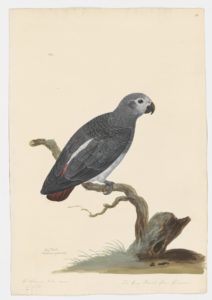 Drawing of a Grey Parrot from a 18th century specimen [modern geographical distribution: the Eastern Guinean forests. Attributed to Paillou, Peter, c.1720 – c.1790]
