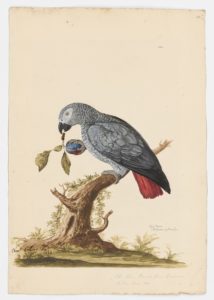 Drawing of a Grey parrot from a 18th century specimen [modern geographical distribution: the Eastern Guinean forests]