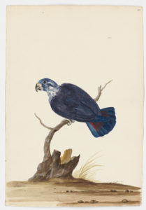 Drawing of a possible Dusky Parrot from a 18th century specimen [modern geographic distribution: Eastern Venezuela and Northern Brazil. Attributed to Paillou, Peter, c.1720 – c.1790]