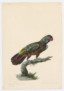 Drawing of a Red-billed Parrot from a 18th century specimen [modern geographical distribution: the Neotropics: Venezuela, Colombia, Ecuador, and Bolivia. Attributed to Paillou, Peter, c.1720 – c.1790]