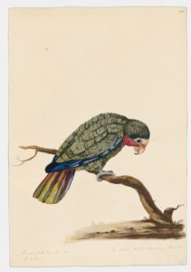 Drawing of a White-fronted parrot from a 18th century specimen [modern geographical distribution: the Neotropics: Costa Rican moist forests, Central American dry and pine-oak forests, and the Yucatan Peninsula. Attributed to Paillou, Peter, c.1720 – c.1790]