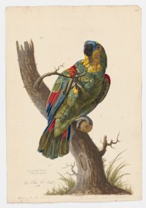 Drawing of a blue-fronted Amazon from a 18th century specimen [modern geographical distribution: the Neotropics and China]