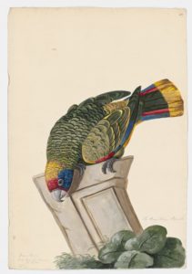 Drawing of a Red-tailed Parrot from a 18th century specimen [modern geographical distribution: South Eastern Brazil. Attributed to Paillou, Peter, c.1720 – c.1790]