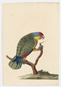 Drawing of a Blue-fronted Amazon from a 18th century specimen [modern geographical distribution: the Neotropics and China. Attributed to Paillou, Peter, c.1720 – c.1790]