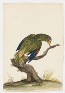 Drawing of a female Yellow-lored Amazong from a 18th century specimen [modern geographical distribution: the Yucatan Peninsula. Attributed to Paillou, Peter, c.1720 – c.1790]