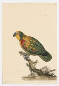Drawing of a Blue-fronted Amazong from a 18th century specimen [modern geographical distribution: the Neotropics and China. Attributed to Paillou, Peter, c.1720 – c.1790]