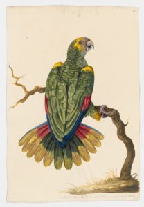 Drawing of a Blue-fronted Amazong from a 18th century specimen [modern geographical distribution: the Neotropics and China. Attributed to Paillou, Peter, c.1720 – c.1790]