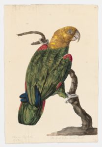 Drawing of a Yellow Headed Parrot from a 18th century specimen [modern geographical distribution: the Neotropics and the Bahamian mangroves. Attributed to Paillou, Peter, c.1720 – c.1790]