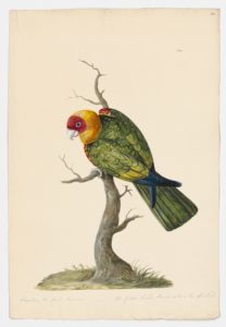 Drawing of a female Sun Conure from a 18th century specimen [modern geographical distribution: the Neotropics and Brazil. Attributed to Paillou, Peter, c.1720 – c.1790]