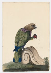 Drawing of a Hawk headed parrot from a 18th century specimen [modern geographical distribution: the Neotropics and Guyanan Highland moist forests. Attributed to Paillou, Peter, c.1720 – c.1790]