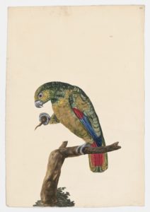 Drawing of a Maroon-tailed Parakeet from a 18th century specimen [modern geographical distribution: the Neotropics, Peru, and Brazil. Attributed to Paillou, Peter, c.1720 – c.1790]