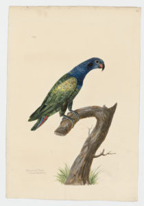 Drawing of a Blue-headed Parrot from a 18th century specimen [modern geographical distribution: the Neotropics. Attributed to Paillou, Peter, c.1720 – c.1790]