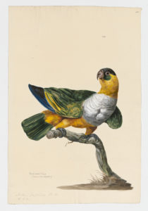 Drawing of a Black-capped Parrot from a 18th century specimen [modern geographical distribution: the Neotropics. Attributed to Paillou, Peter, c.1720 – c.1790]
