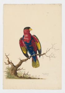 Drawing of a Black-capped Lory from a 18th century specimen [modern geographical distribution: Papua New Guinea]